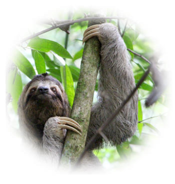 Sloth in the rainforest